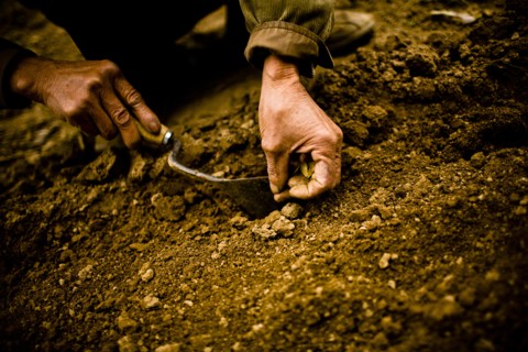 Farmer Planting Pumpkin Seeds, Hanoi, Vietnam, Asia
