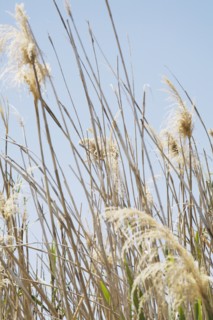 Tall Grass on Pale Blue Sky