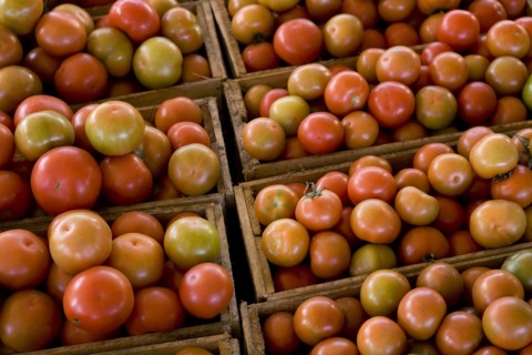 Crates of Tomatoes
