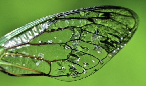 Dragonfly Wing Against Green Background