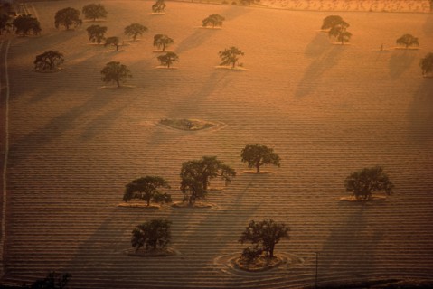 Trees in Striped Field, High Angle View