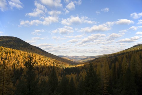 Landscape with Mountains and Golden Larch Trees