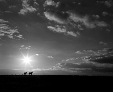 Horses in Field at Sunrise