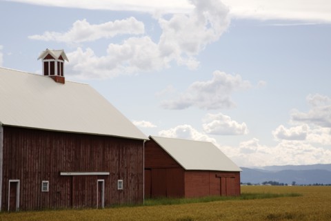 Barns in a Wheat Field