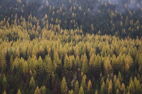 Coniferous Forest Landscape