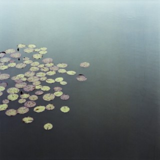 Water Lillies