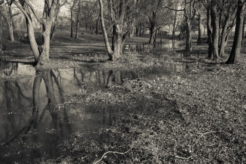 Trees in Flooded Field, Orchard Beach Park, Bronx, New York City, USA