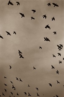Flock of Birds in Flight