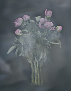 Bouquet of Peony Flowers in Vase