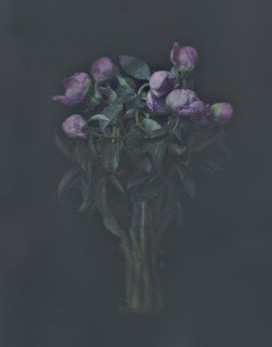 Bouquet of Peony Flowers in Vase Against Dark Background