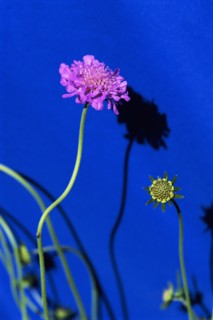 Pink Pincushion Flower on Blue