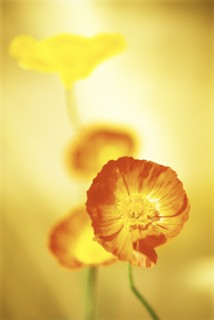 Orange Poppy Facing