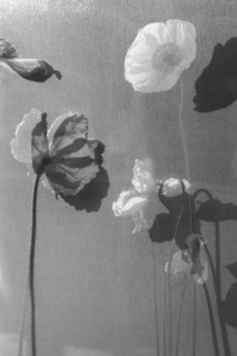 Vertical Black & White Poppy Flowers