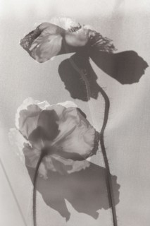 Two Black and White Poppy Flowers