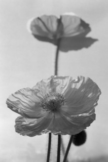 Open Poppies