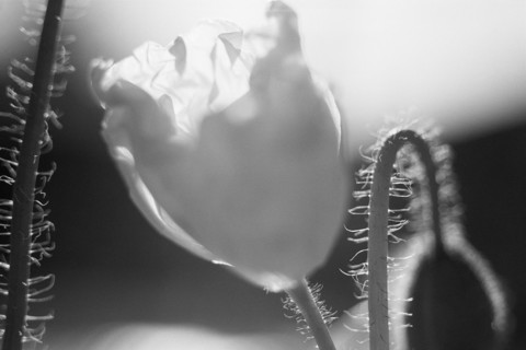 Poppy Bud