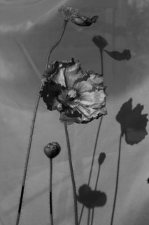 Dark Poppies & Bud