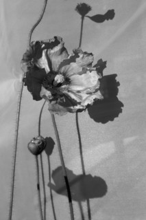 Poppy and Stalks