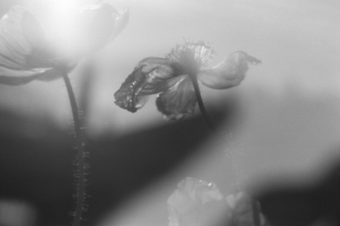 Hazy Poppies