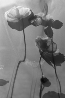 Shadowed Poppies