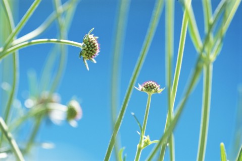 Pincushion Flower Buds