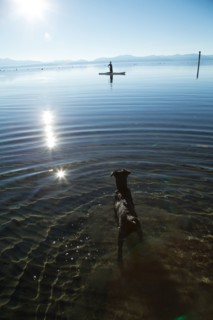 Dog Wading out to Woman on Paddle Board, Lake Tahoe, Nevada, USA
