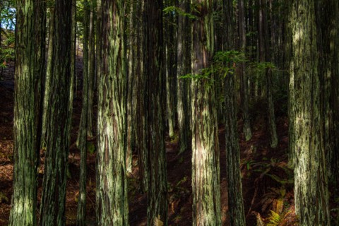 Dappled Light on Baby Redwood Trees after Rain, Mt. Tamalpais, Mill Valley, California, USA