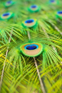 Peacock Feather Detail