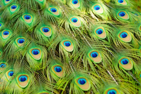 Peacock Feathers Detail