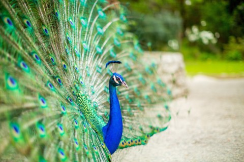 Peacock Profile Portrait