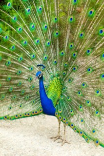 Peacock with Splayed Tail Feathers