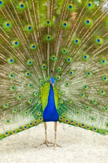 Peacock with Splayed Tail Feathers