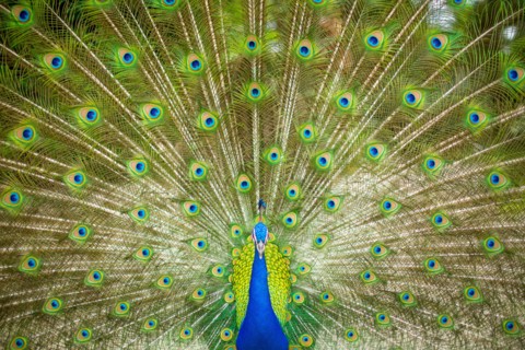 Peacock with Splayed Tail Feathers