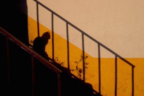 Cat Shadow Sitting on Steps
