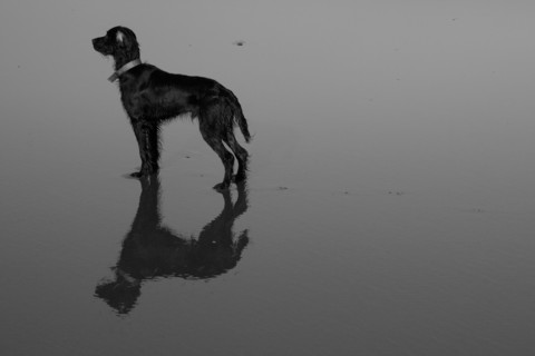 Irish Setter on Beach Sand