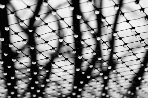 Water Drops Hanging From Net
