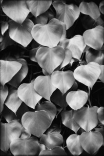 Leaves, Close_Up
