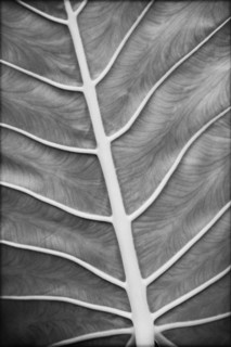 Leaf Vein Detail