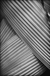 Abstract Palm Frond Detail 2