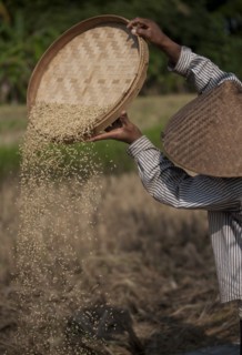 Man Sorting Rice During Harvest, Bali, Indonesia