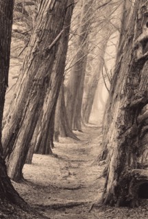 Path Between Two Rows of Large Trees