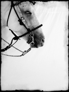 White Horse's Head, Profile