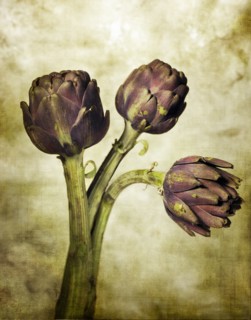 Three Artichoke Flowers