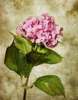 Hydrangea Flowers and Leaves