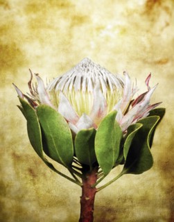 Crown Shaped Flower