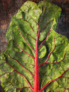Rainbow Chard Leaf, Close-Up