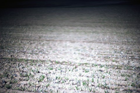 Sprouting Crops, Selective Focus, Painterly Effect