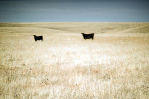 Two Cows in Rural Field