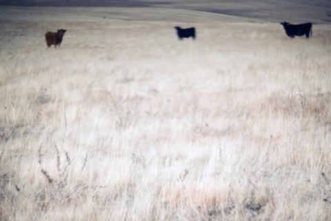 Three Cows in Rural Pasture