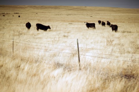 Beef Cattle Grazing in Pasture, Focus on Foreground